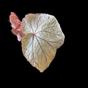 Begonia U093