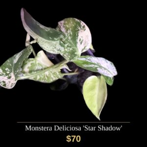 Monstera Deliciosa Star Shadow