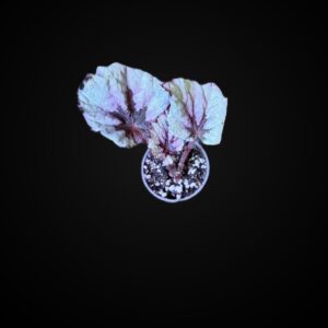 Witchy Women Begonia