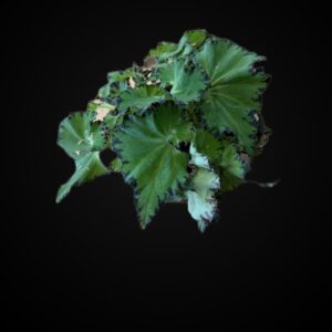 Ruffled Rhizomatous Begonia
