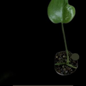 Monstera Bulbasaur