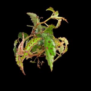 Begonia 'Tiger Paws'
