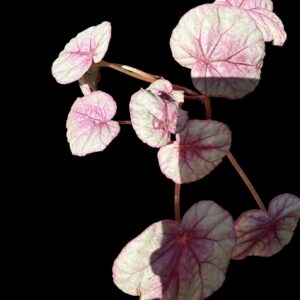 Begonia "Martin's Mystery"