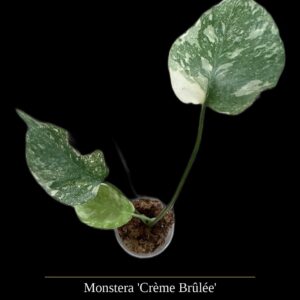 Monstera Creme Brulee
