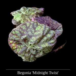 Begonia 'Midnight Twist'