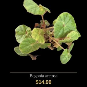 Begonia acetosa