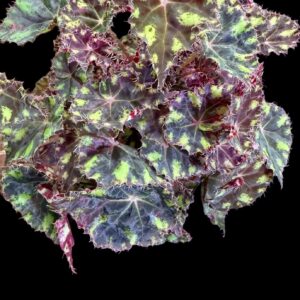 Begonia 'Kit Kat'
