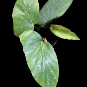 Begonia 'Lucerna'