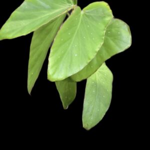 Cane Begonia