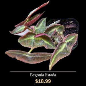 Begonia listada