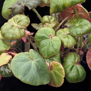 Begonia 'Erythrophylla' (Beefsteak)
