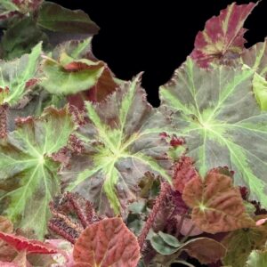 Zumba Begonia