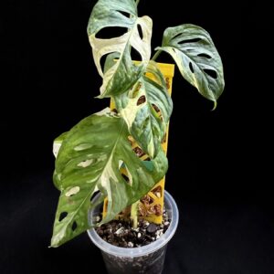Variegated Monstera adansonii – Clippings